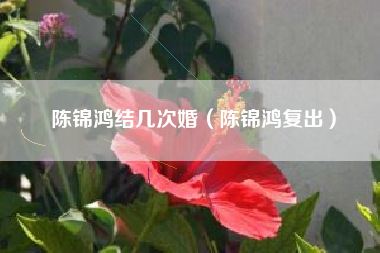 陈锦鸿结几次婚（陈锦鸿复出）