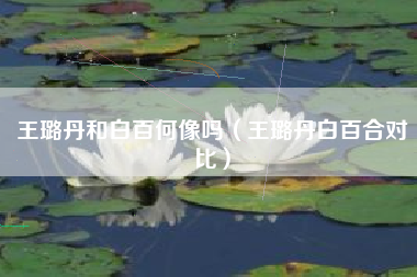 王璐丹和白百何像吗（王璐丹白百合对比）