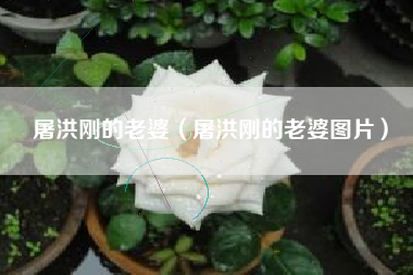 屠洪刚的老婆（屠洪刚的老婆图片）