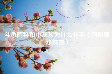 斗鱼阿科和小灰灰为什么分手（阿科跟小灰灰）