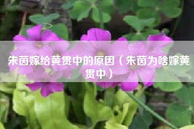 朱茵嫁给黄贯中的原因（朱茵为啥嫁黄贯中）