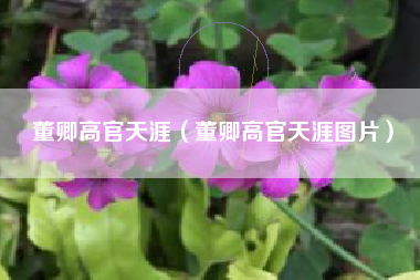 董卿高官天涯（董卿高官天涯图片）