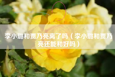 李小璐和贾乃亮离了吗（李小璐和贾乃亮还能和好吗）