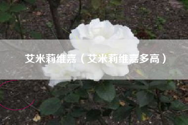 艾米莉维嘉（艾米莉维嘉多高）