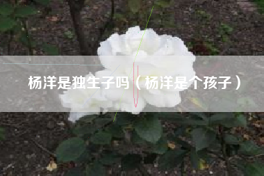 杨洋是独生子吗（杨洋是个孩子）