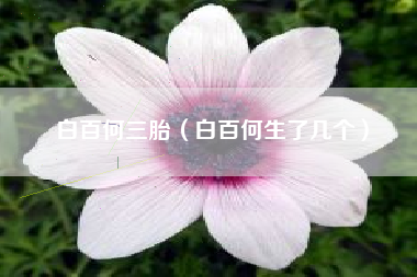 白百何三胎（白百何生了几个）