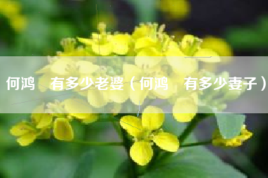 何鸿燊有多少老婆（何鸿燊有多少妻子）