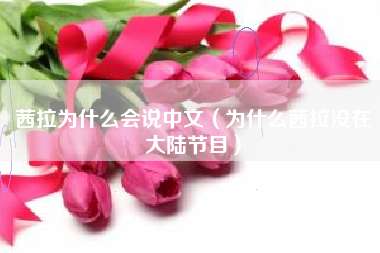 茜拉为什么会说中文（为什么茜拉没在大陆节目）