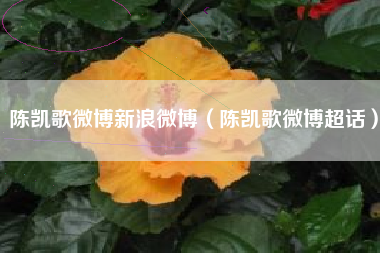 陈凯歌微博新浪微博（陈凯歌微博超话）