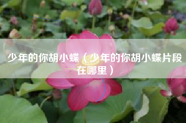 少年的你胡小蝶（少年的你胡小蝶片段在哪里）