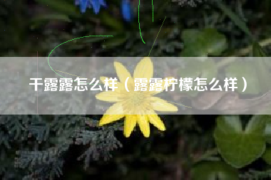 干露露怎么样（露露柠檬怎么样）