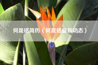 何晟铭简历（何晟铭最新动态）